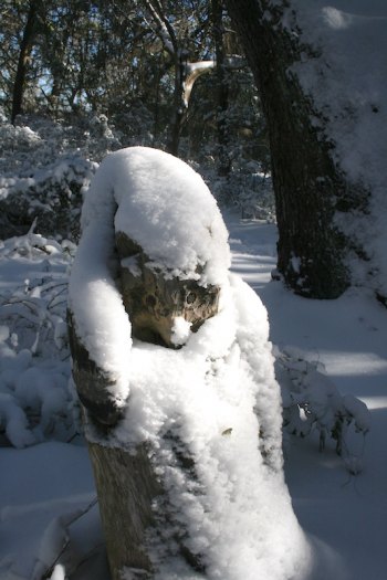 Springer's Point Bids Farewell to Len Skinner The Springer's Point sentinel raccoon, carved by Len Skinner, under a blanket of snow.
